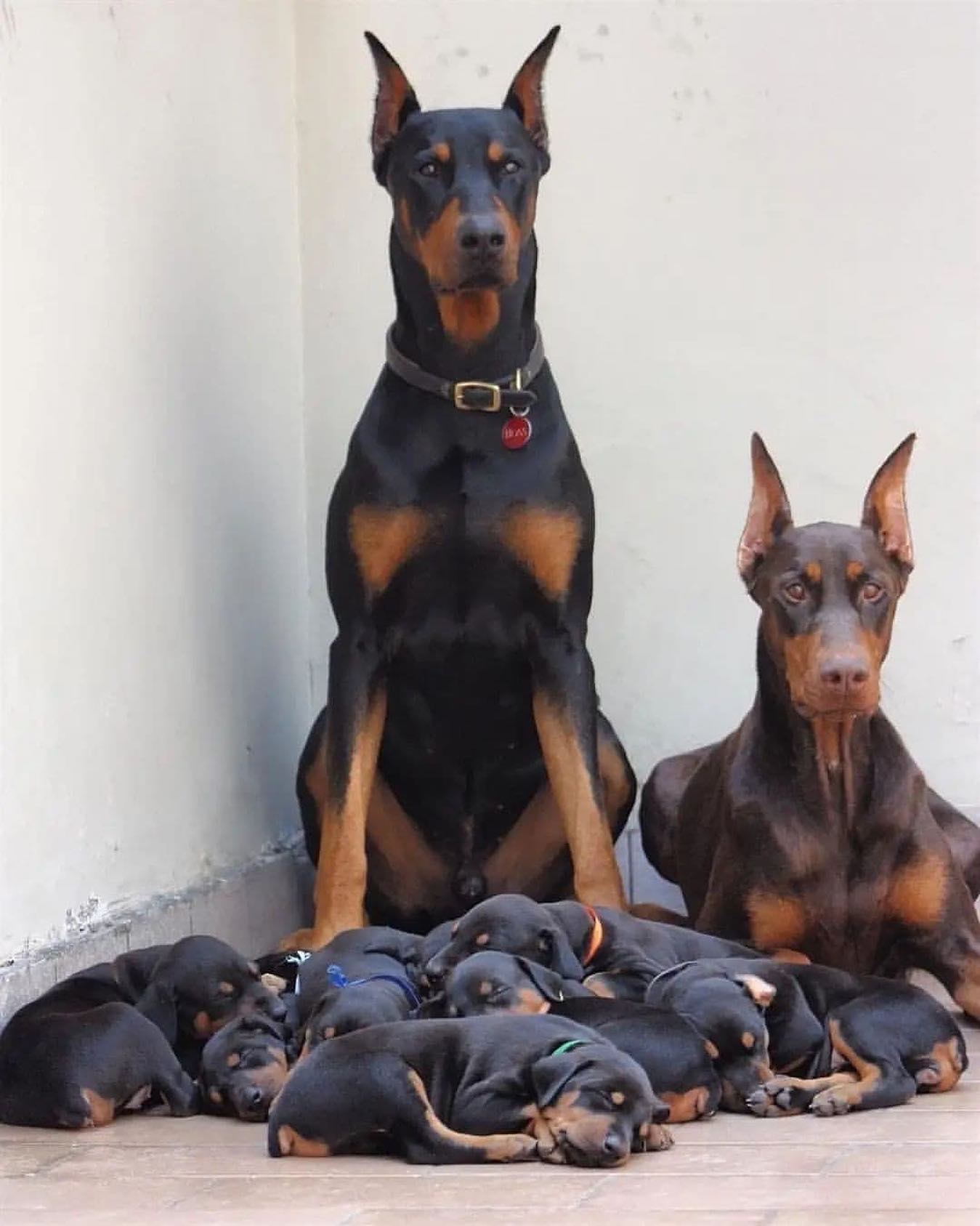 A Doberman sire and dam sitting with their sleeping litter