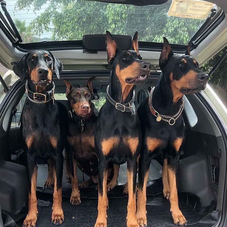 Doberman puppy available at James Doberman Puppies