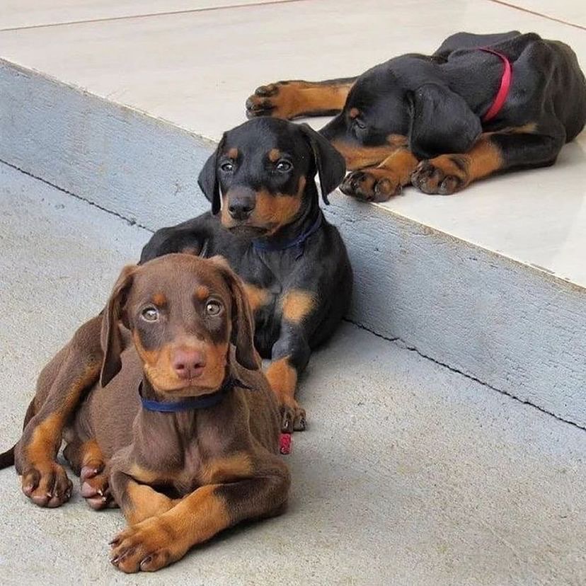 Three Doberman puppies resting on a step